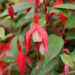 Fuchsia 'Madame Cornelissen'